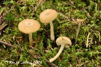 Image of Clitocybe pinophila