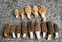 Morchella americana image