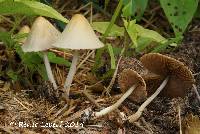 Conocybe apala image