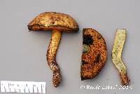 Boletus vermiculosoides image