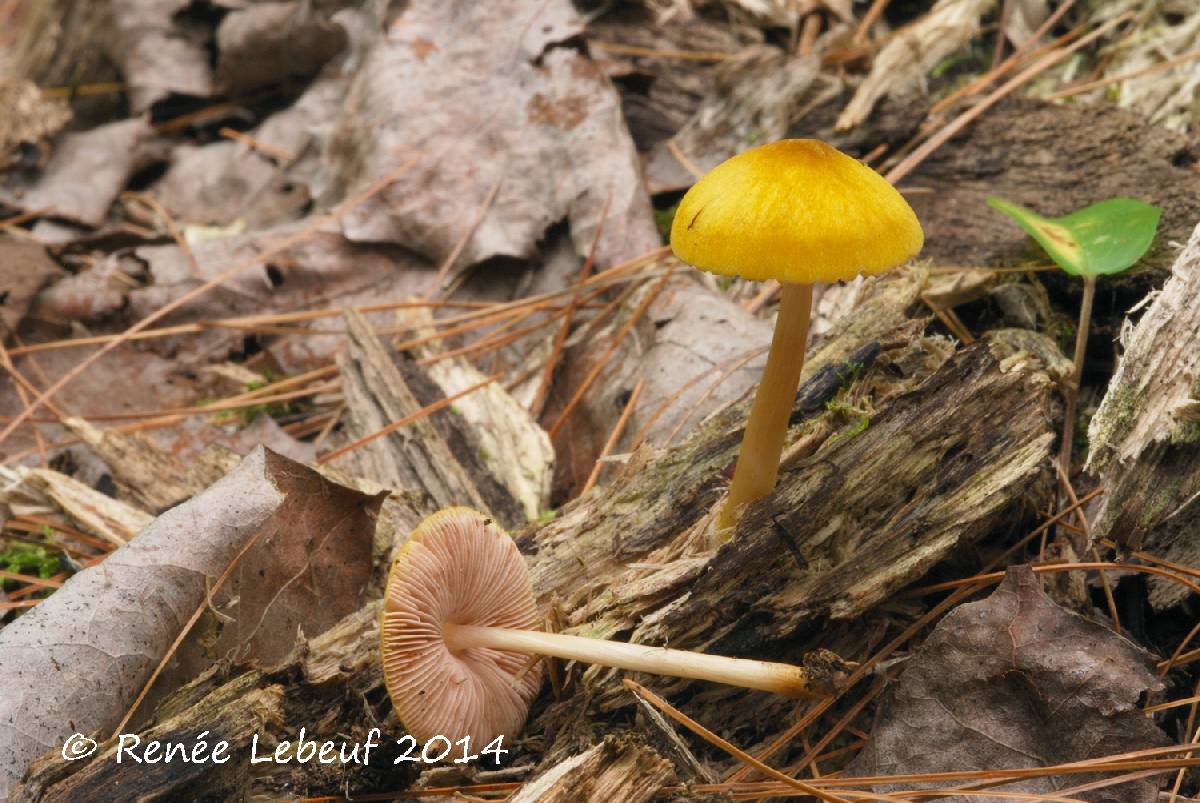 Pluteus leoninus var. leoninus image