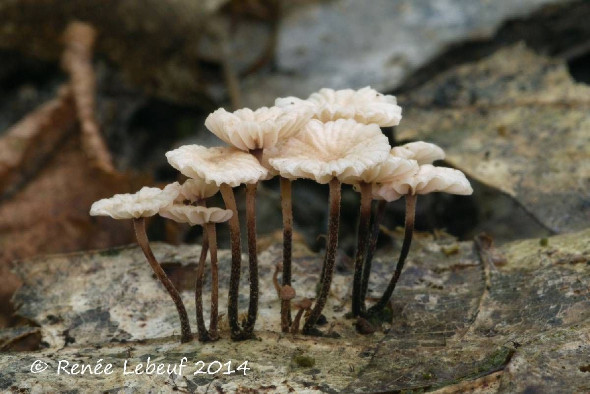 Gymnopus foliiphilus image