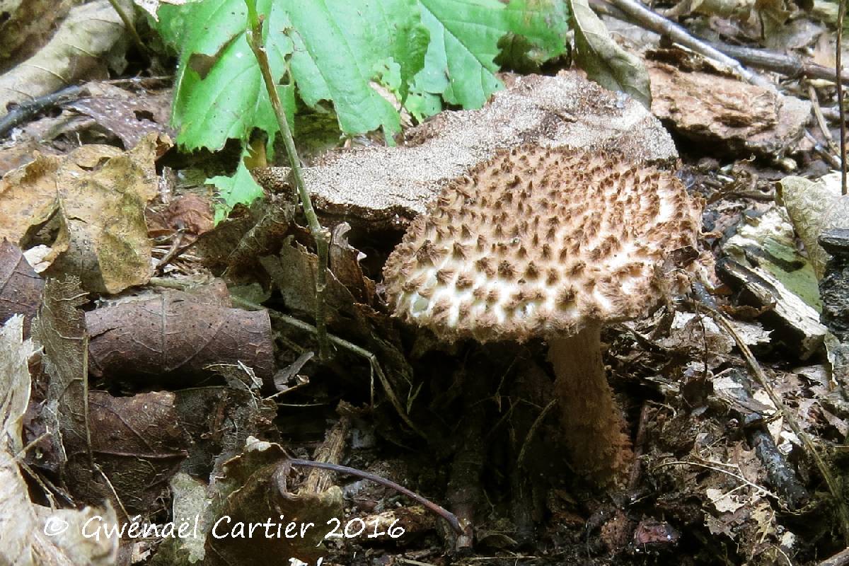 Echinoderma eriophorum image