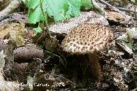 Image of Echinoderma eriophorum