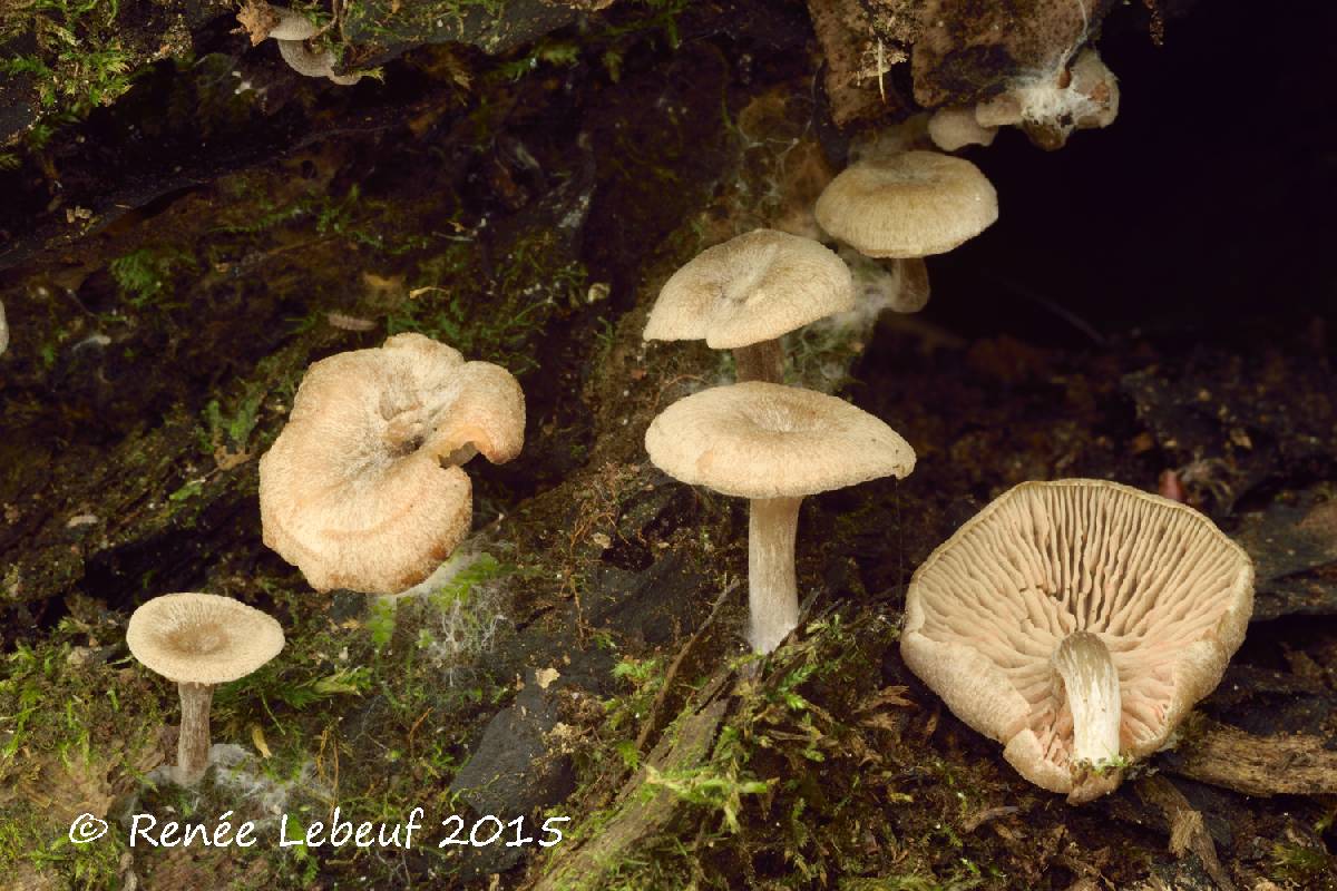 Entoloma undatum image