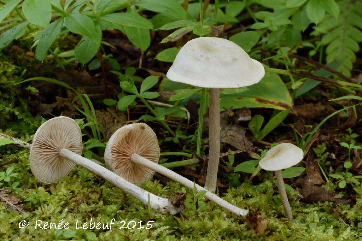 Entoloma albogriseum image