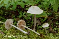 Image of Entoloma albogriseum