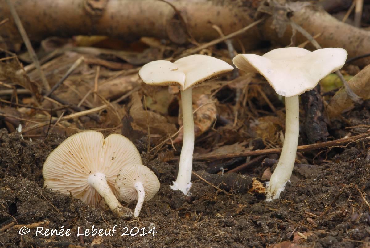 Entoloma candens image