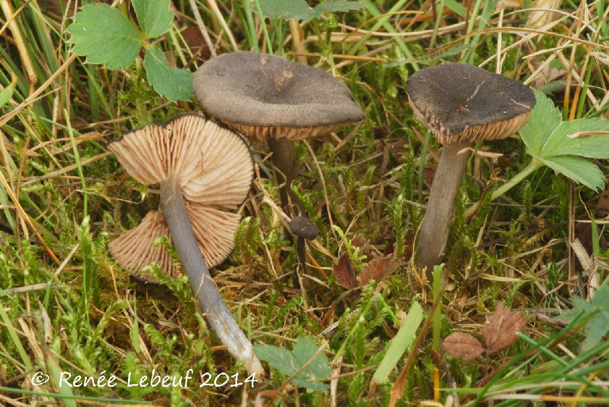 Entoloma coeruleoflocculosum image