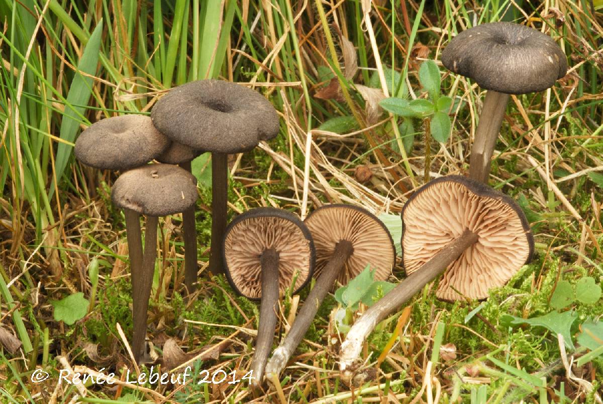 Entoloma turci image