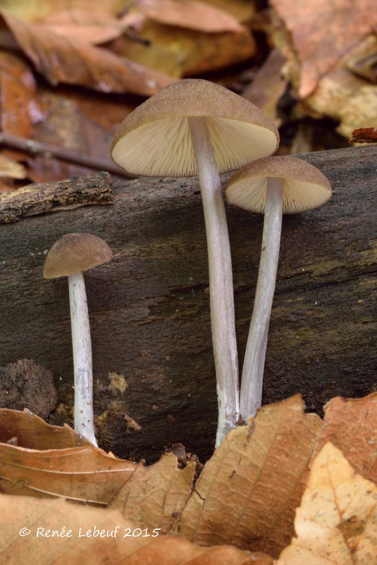 Entoloma griseocyaneum image