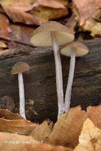 Image of Entoloma griseocyaneum