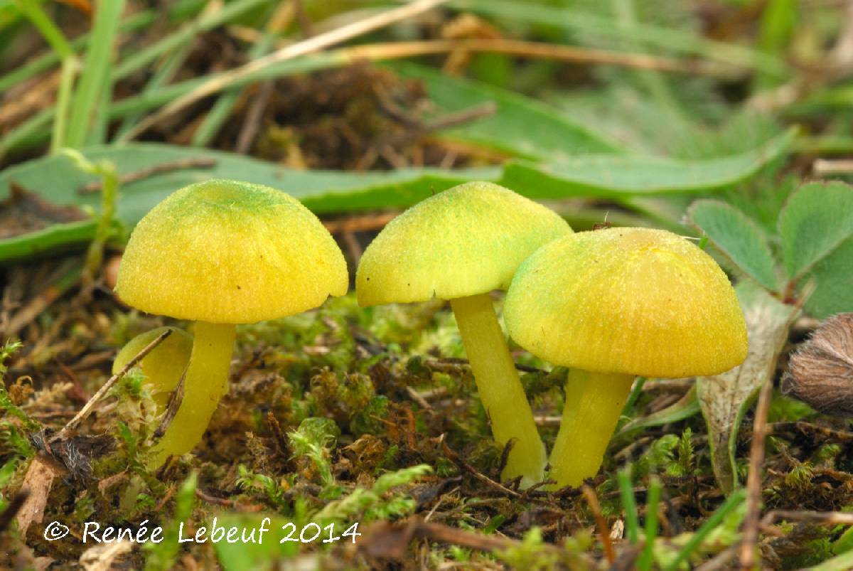 Entoloma incanum image