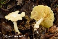 Image of Entoloma luridum