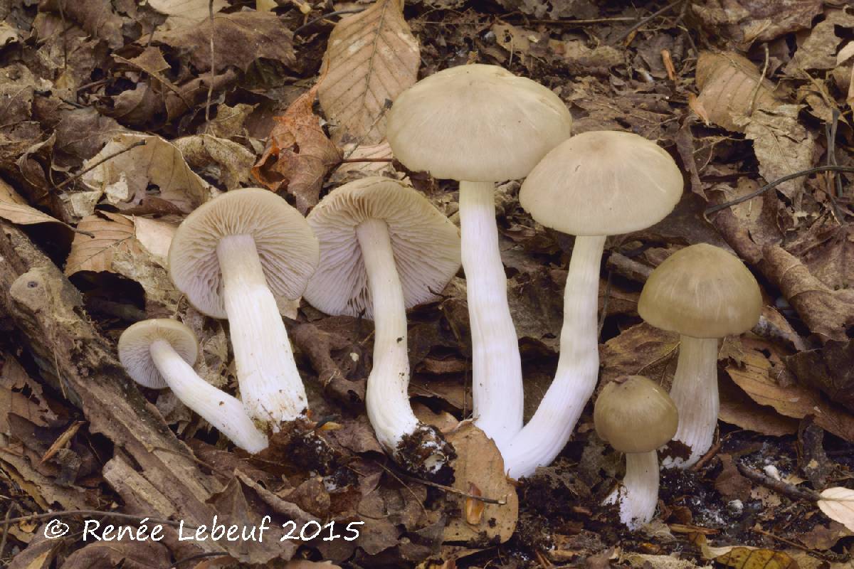 Entoloma rhodopolium image