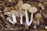 Image of Entoloma rhodopolium