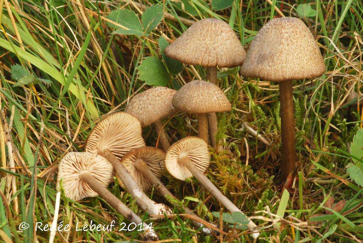 Entoloma scabropellis image