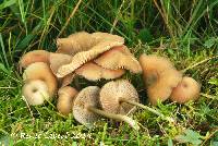 Entoloma subserrulatum image