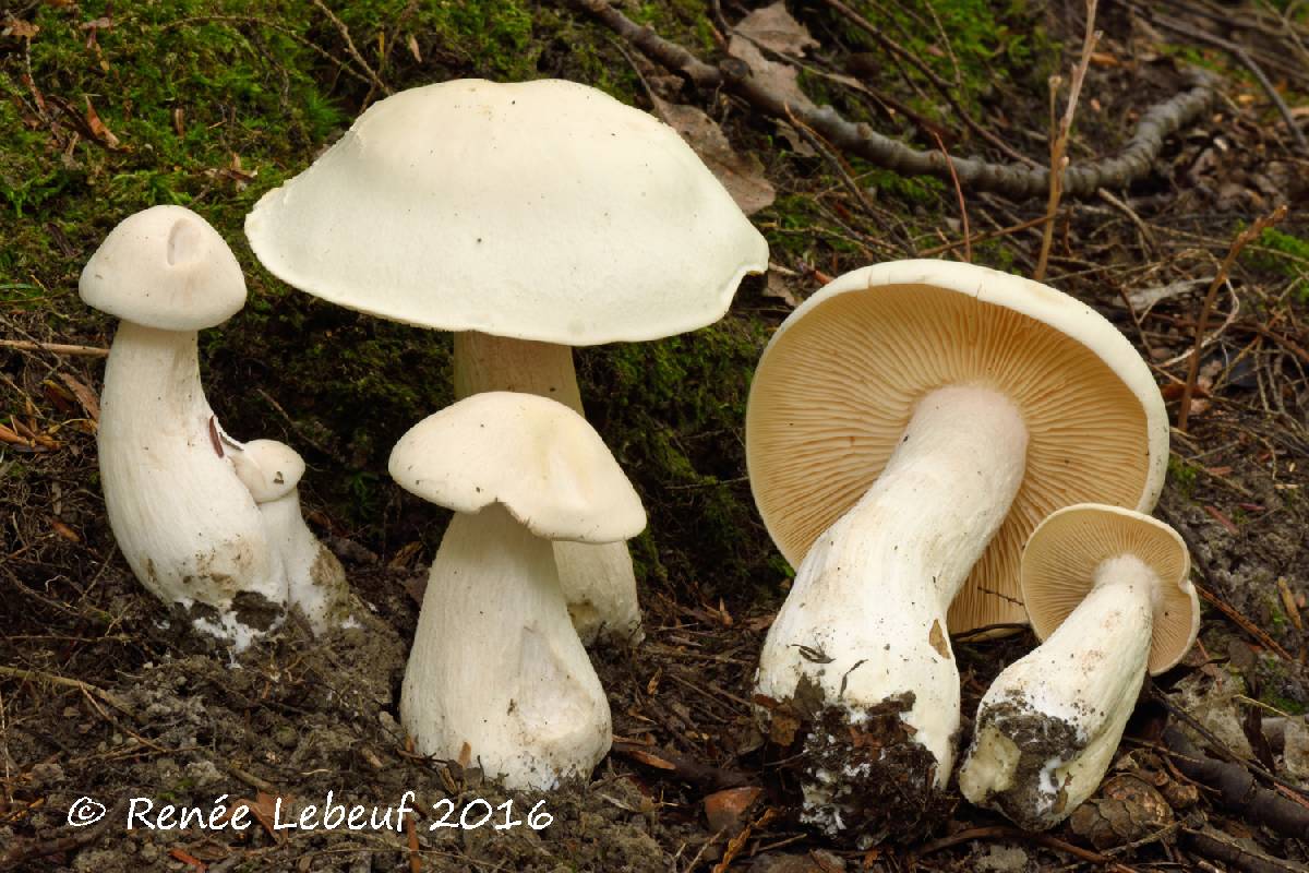 Entoloma subsinuatum image