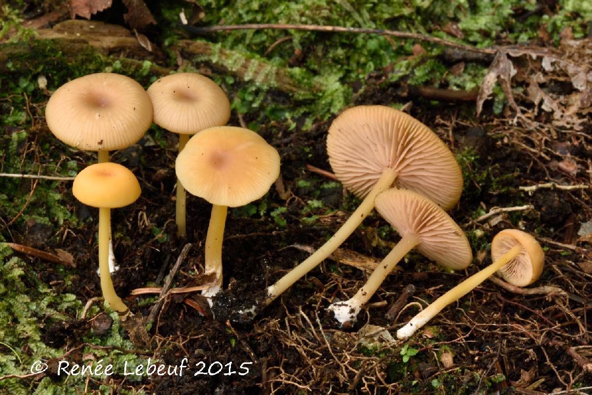 Entoloma unicolor image