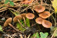 Galerina sideroides image