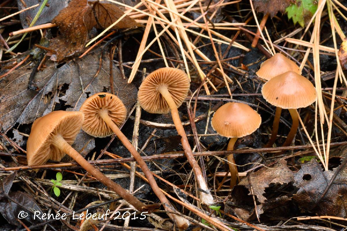 Galerina sideroides image