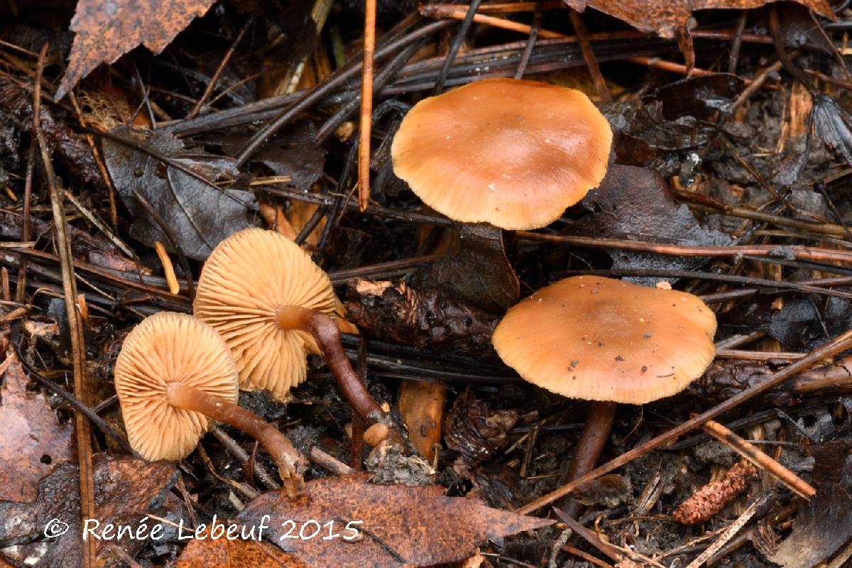 Galerina sideroides image