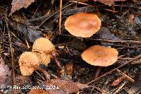 Galerina sideroides image