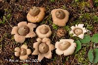 Geastrum fimbriatum image