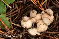 Geastrum minimum image