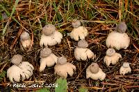 Geastrum minimum image