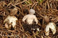 Geastrum quadrifidum image