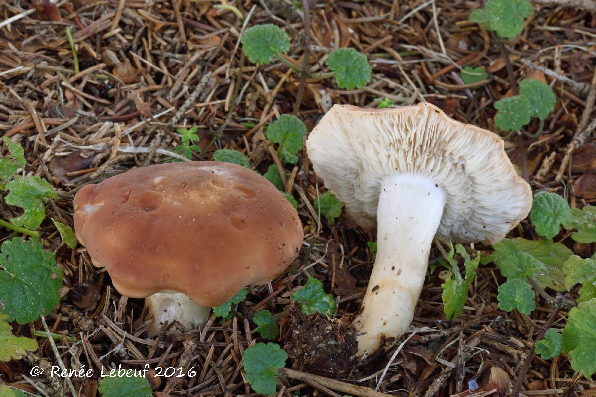 Gerhardtia leucopaxilloides image