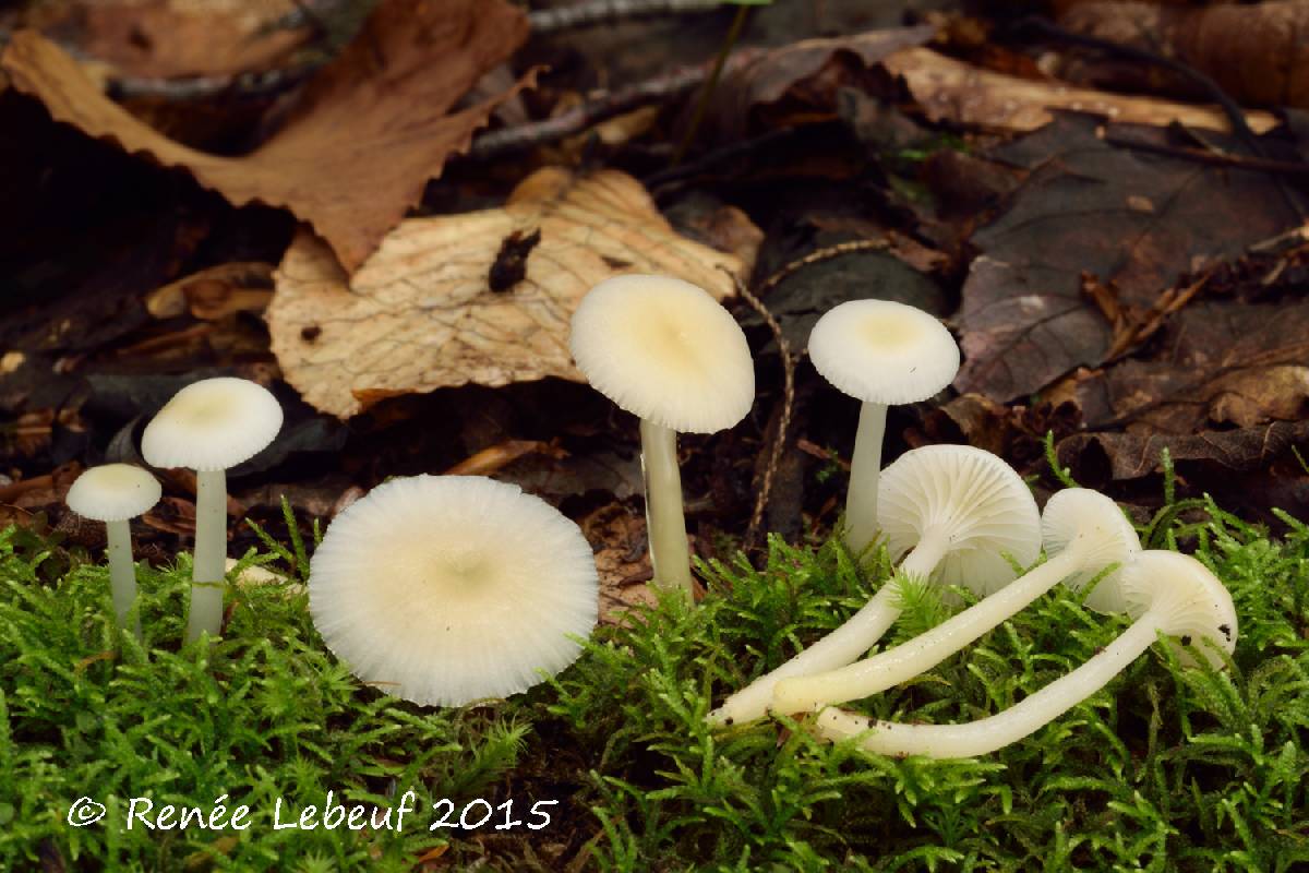 Gliophorus laetus f. pallidus image