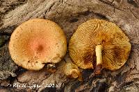 Pholiota subsulphurea image