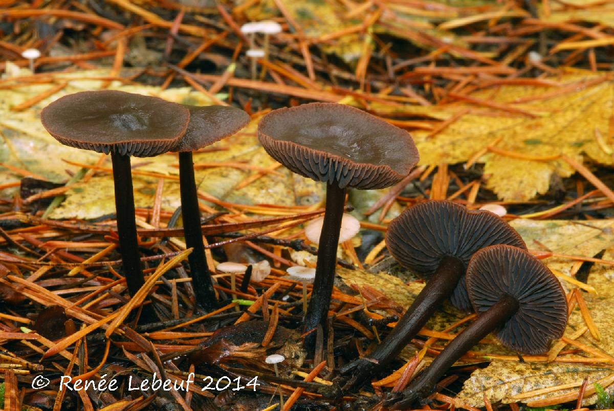 Gymnopus fuscopurpureus image