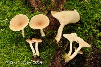 Clitocybe americana image