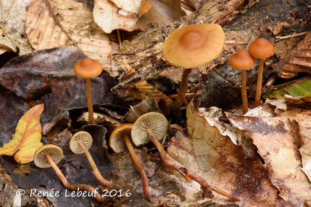 Psilocybe squalidella image