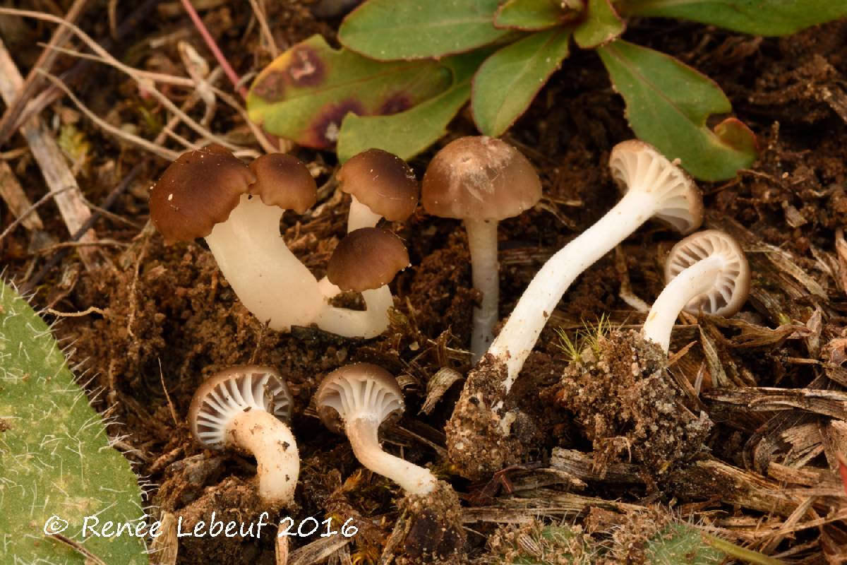 Camarophyllus recurvatus image