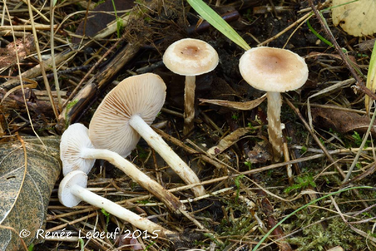 Hebeloma excedens image