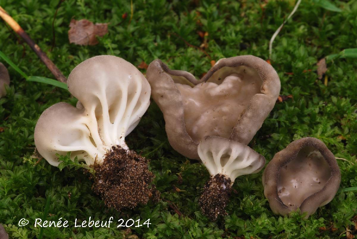 Helvella costifera image