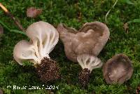 Image of Helvella costifera