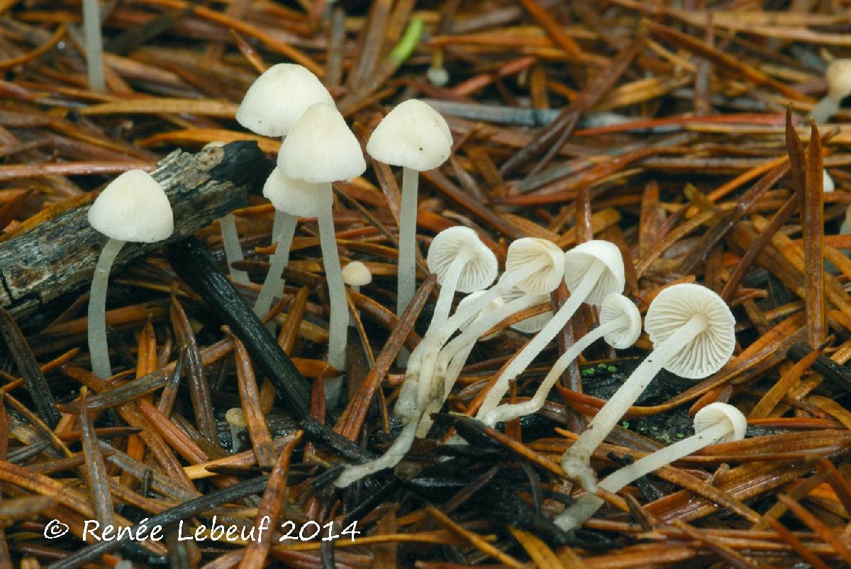 Hemimycena lactea var. tetraspora image