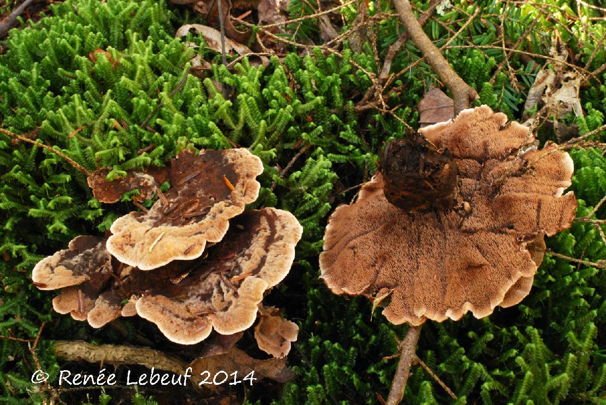 Hydnellum cumulatum image