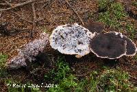 Hydnellum peckii image