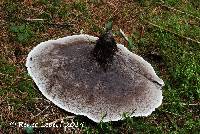 Hydnellum suaveolens image