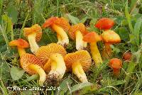 Hygrocybe aurantiosplendens image