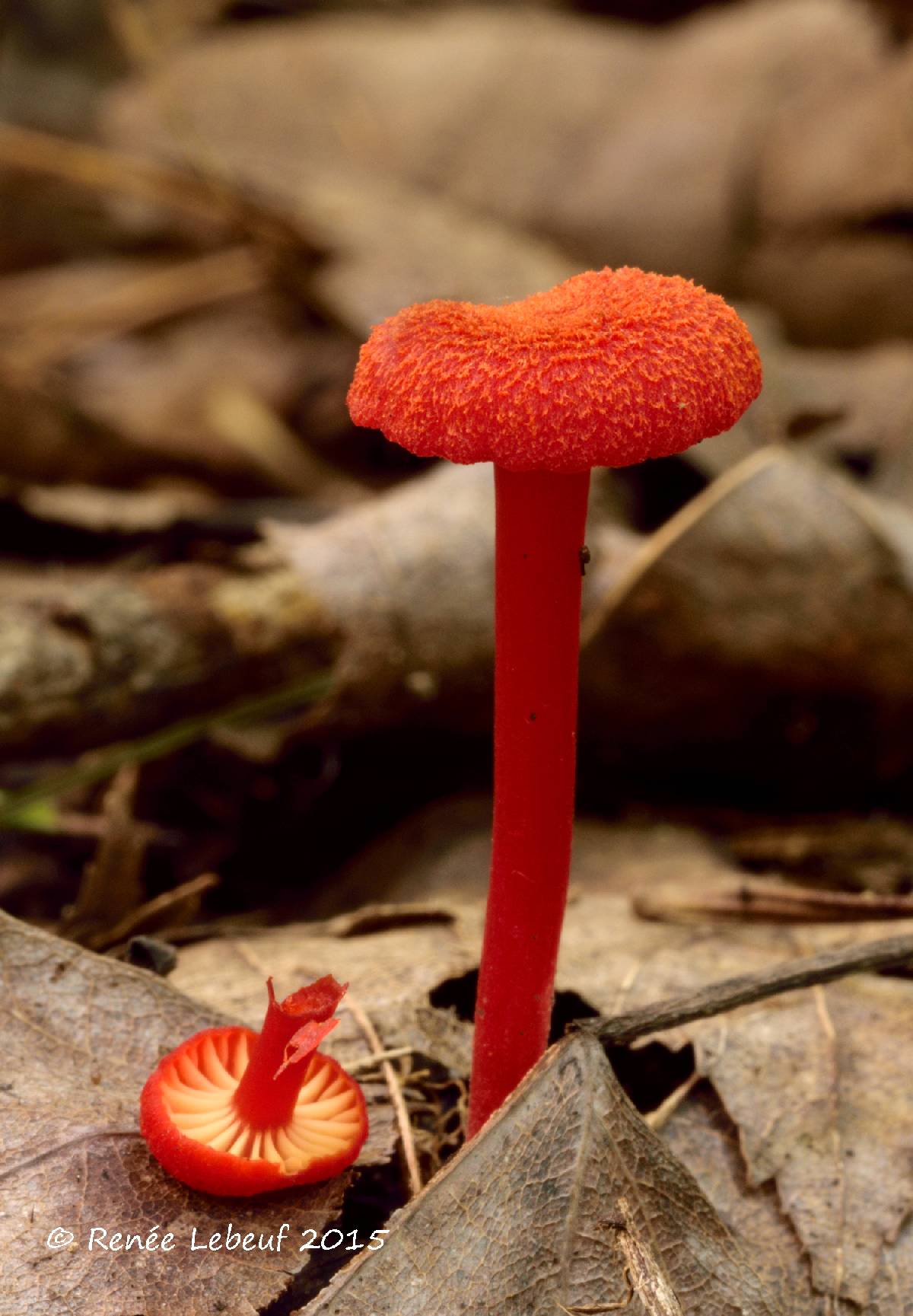 Hygrocybe cantharellus f. cantharellus image