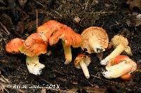 Hygrocybe aurantiosplendens image