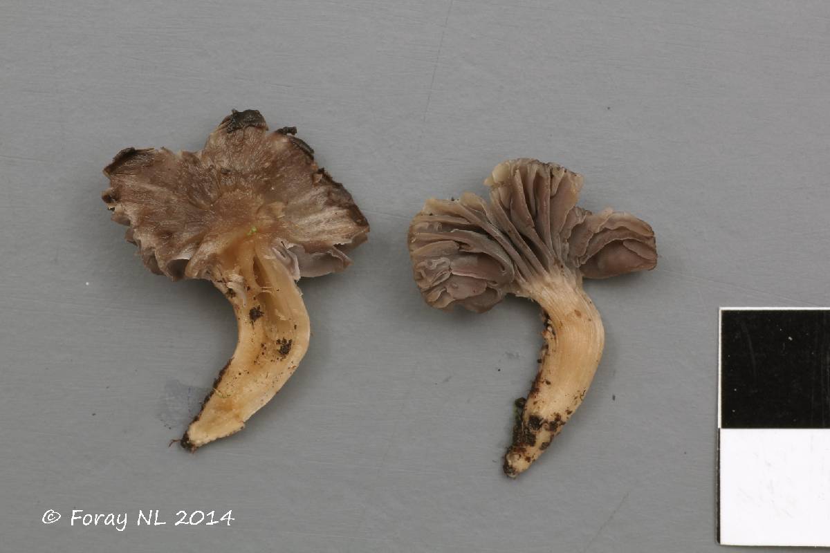 Hygrocybe cinerella image